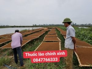 thuốc lào quảng xương thanh hóa