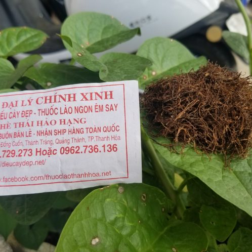 thuốc lào ngon