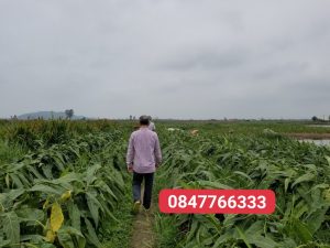 thuốc lào thanh hóa tại hà nội